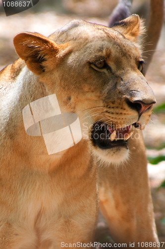 Image of Lion (Panthera leo)