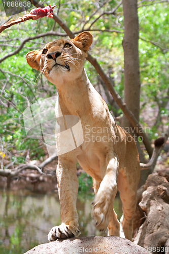 Image of Lion (Panthera leo)