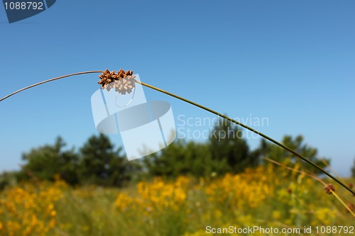 Image of Sloping twig herbaceous plant