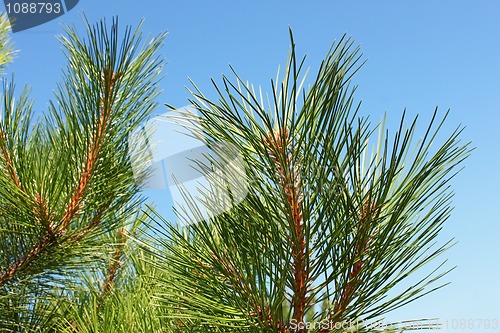 Image of The young shoots of pine