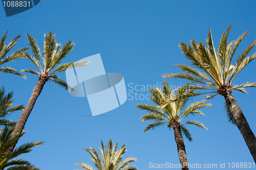 Image of Palm tree tops