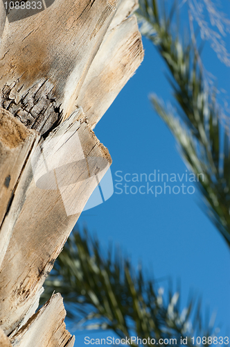 Image of Palm trunk