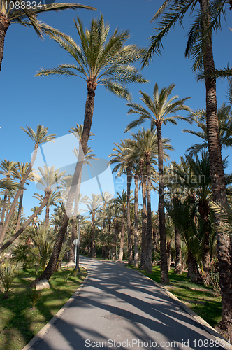 Image of Palm tree tops