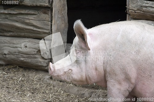 Image of Fat Pig