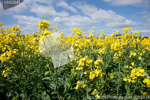 Image of canola in the farm field