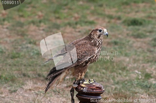 Image of Kestral