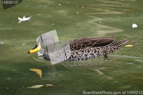 Image of Duck