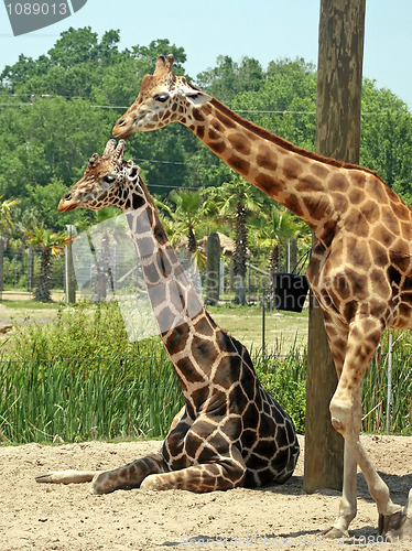 Image of Giraffes