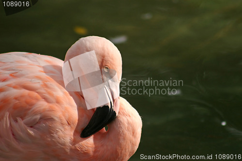 Image of Flamingo