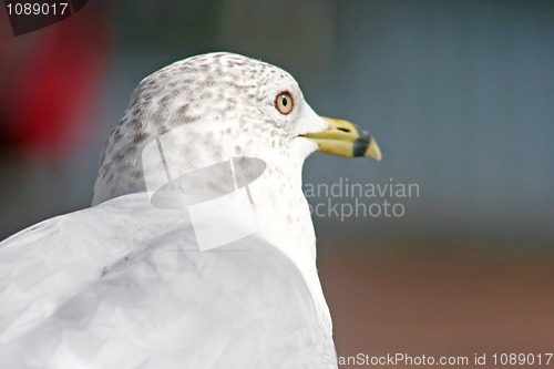 Image of Seagull