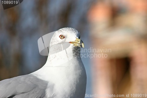 Image of Seagull