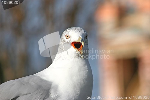 Image of Seagull