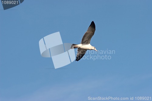Image of Seagull