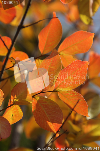 Image of Autumn foliage