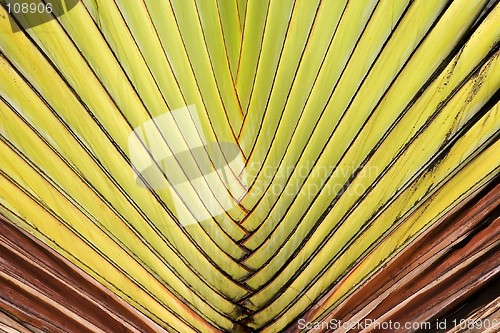 Image of Palm Leaf