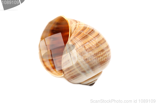 Image of Fragile Seashell