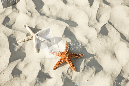 Image of Couple of starfish lying on a tropical beach