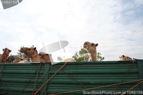 Image of camels on truch