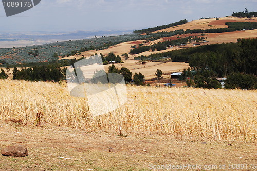 Image of farmland Ethiopia