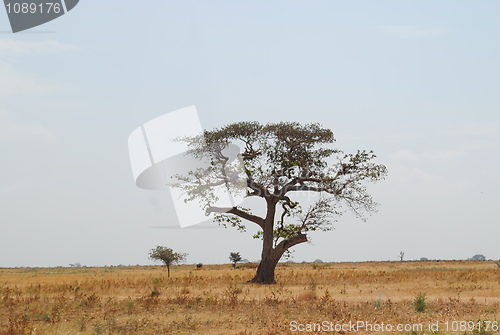Image of african tree