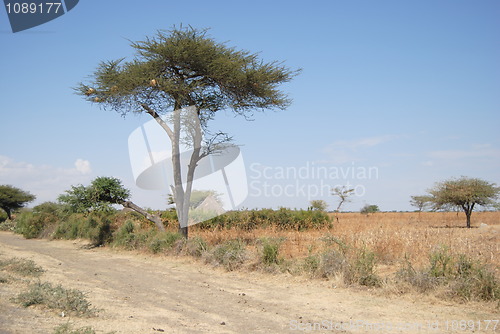 Image of Ethiopian nature