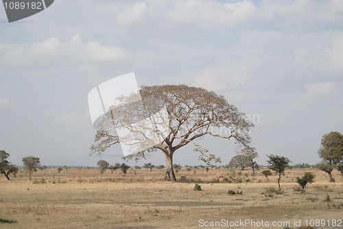 Image of ethiopian tree