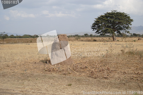 Image of termite mound Ethiopia