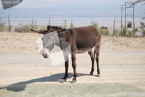 Image of ethiopian donkey