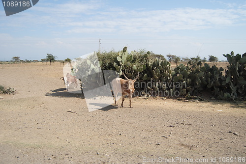 Image of oxes in ethiopia