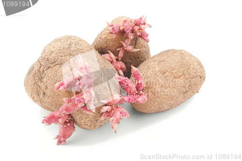 Image of potatoes with pink shoots isolated on white background 