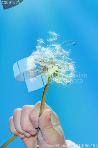 Image of dandelion wishing blowing seeds