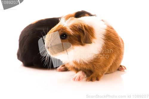 Image of baby guinea pig