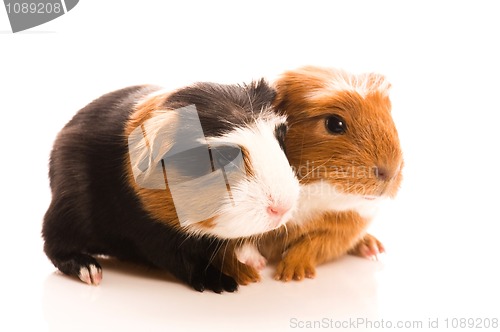 Image of baby guinea pig