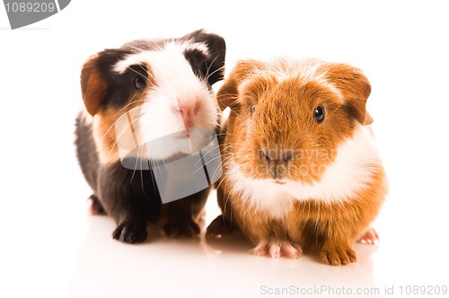Image of baby guinea pig