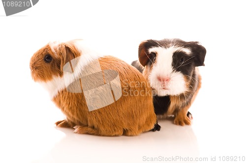 Image of baby guinea pig