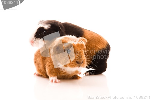 Image of baby guinea pig