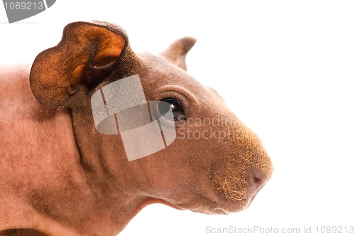 Image of skinny guinea pig