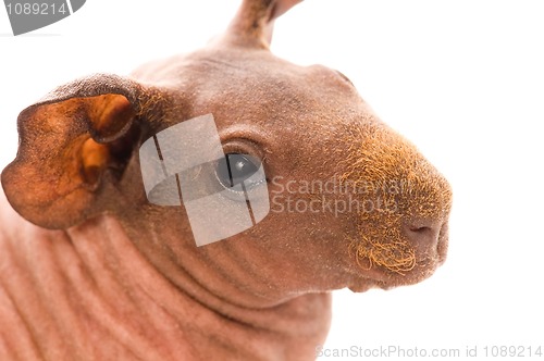 Image of skinny guinea pig