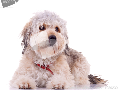 Image of  seated Bearded Collie
