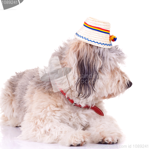 Image of bearded collie puppy