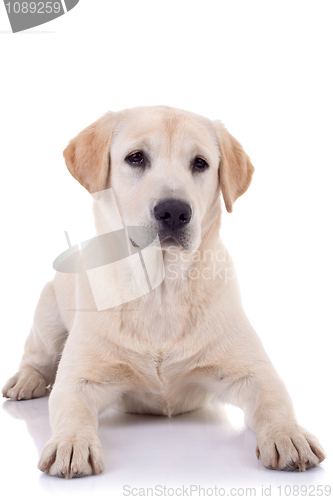 Image of seated Puppy Labrador 