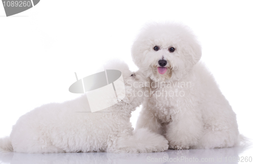 Image of two happy bichon frise dogs