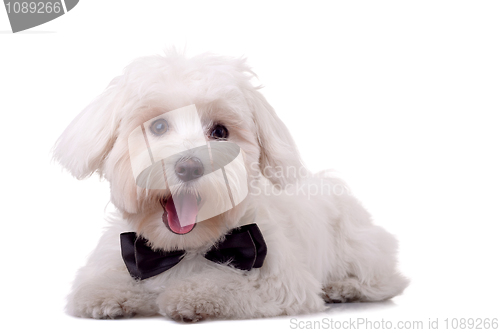 Image of maltese dog