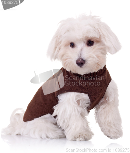 Image of well dressed bichon maltese 