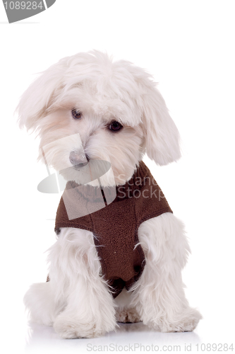 Image of curious bichon maltese 