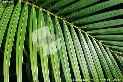 Image of Palm Leaf