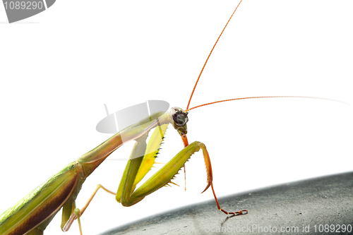 Image of Praying Mantis