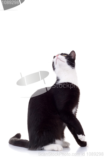 Image of cute black and white cat