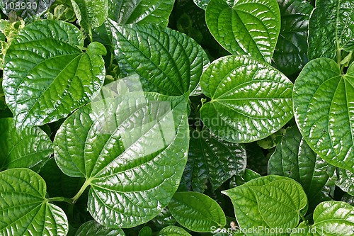 Image of Plant Leaf