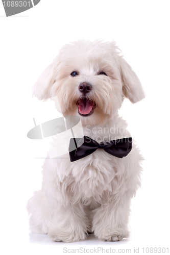 Image of Bichon Frise looks handsome 